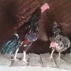 للبيع ديك و دجاجه باكستاني فوليه