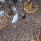 صوص بلدي عمر 4 اشهر