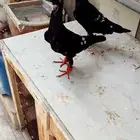 جوز شكلي شباب
