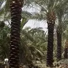 نخل للبيع مثمربجميع المقاسات المدينه مكه جده نوصل كل المناطق