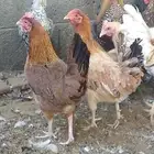 دجاج بلدي بياض