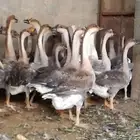 وز عراقى ووز بلدي