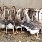 وز عراقي بيور دم صافي