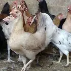 دجاج بلدي بياض