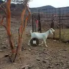 البيع عنز مضرع لها 3شهورى