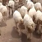 رخال رفيديات