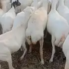 يوجد لدينا ضان رفيددات مقاني دفع