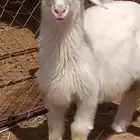 خروف زبده