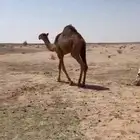 قعود