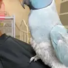للبيع ذكر دره هولندي
