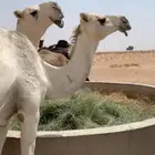 ابل نياق للبيع جمله او تفريد ملاوين