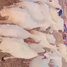 عندنا ضان رفيددات قرايب دفيع