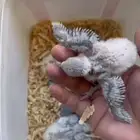 فروخ روز عرظ خاص