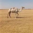مواشي