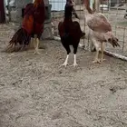 دجاج باكستاني