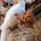 دجاج للبيع ما شاء الله كبار ومنتج وانواع في بكستاني في بلدي