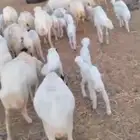 يوجد لدينا ضان رفيددات مولدات ودفيع