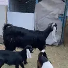 معزا عوارض فواخر درجه اولى