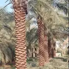 نخل فروخ جثايث نقايل صقعي برحي برني صفاوى مجدول مجذر مراكن