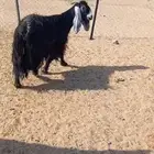 عنز دافع