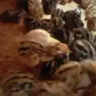 صيصان فرر شرط صحه الموقع طبرجل سعر1