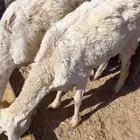 نعجتين للبيع