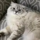 قط ذكر شيرازي سكوتش فاخر من الآخر