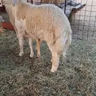مشروع فحل حري فاخر