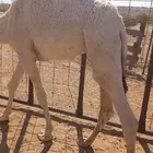 قعود العمر حول 7 شهور ولا 8