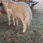 مشروع فحل حري فآخر