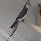 ذكر كروان دومنت سنقل