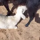 رخل عمرها شهر ونص حولها
