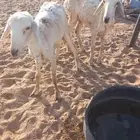 رخال وحده ثنيه ووحده مافريتها بس الاكيد من رباع وجاي