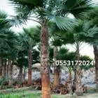 نخيل المجمعه