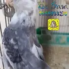 ذكر كروان بايد منتج