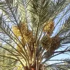 تمر للبيع.. برني ...صقعي ... عجوه