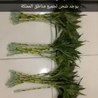 بامبو زيتوني واخضر عادي بسعر مناسب(نبات داخلي)