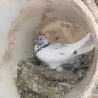 Pakistani pigeon coop and decorative pigeons guaranteed prod
