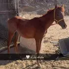 مهر شعبي.ماهو معسواف