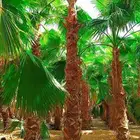 نخل واشنطني ملكي