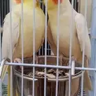 جوز كروان منتج واحتمال يبيض