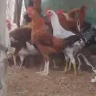 دجاج بلدي