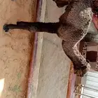 قعود ضيار عمرها اسبوع يرضع في الرضعه