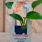 توزيعات نبات بوتس للمناسبات بسعر مناسب