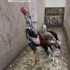 دجاجه سنديه خاكيه