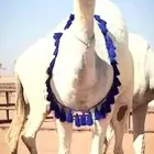 ماشاء الله زينه أبل