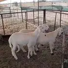 طليان سواكن تيلاد العدد 3