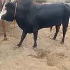 ثور جرسي