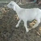 طلي حري العمر 3شهور تم البيع الله بارك البايع والمشتري