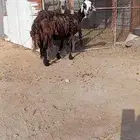 نعج نجدي دفع اقل من سبوع وتلد
